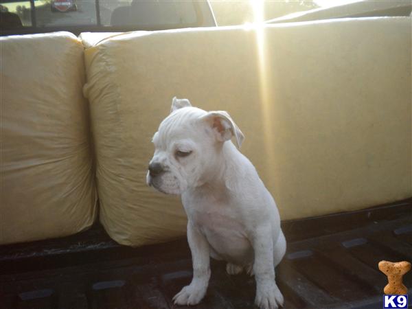 Puppies in Laurel